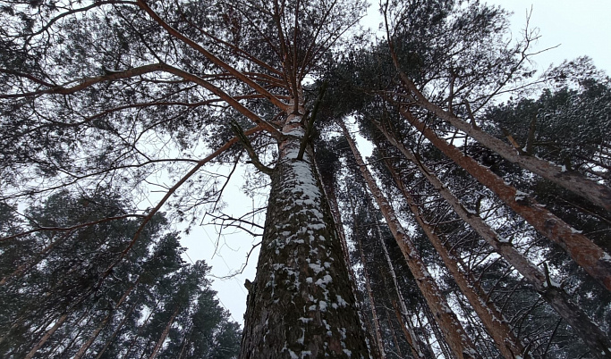 В Тверской области «черные лесорубы» нарубили деревьев на два миллиона рублей