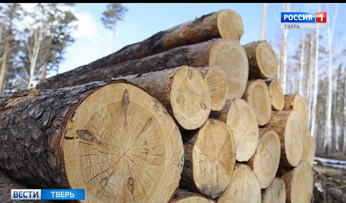 В Тверской области «черный лесоруб» спилил лес на 2 млн рублей 