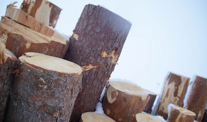В Удомельском округе двое мужчин нарубили лес на 2,2 млн рублей