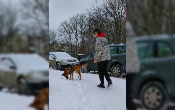 В Тверской области пёс нашел своих хозяев спустя два года