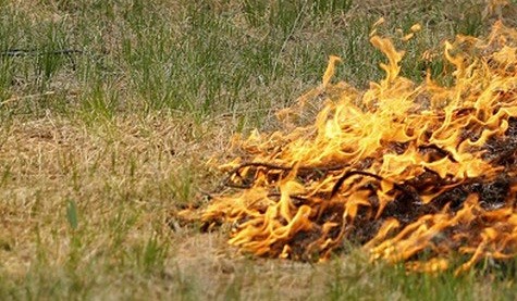 С начала года в Тверской области ликвидировано 14 лесных пожаров