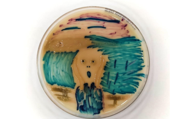 Биолог Центра Аваева в Твери вырастила из бактерий картину Мунка «Крик»