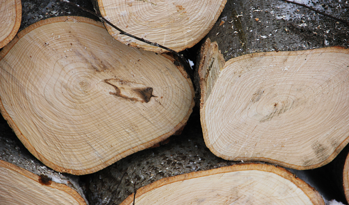 Двое жителей Андреапольского района вырубили деревья на 2,4 млн рублей