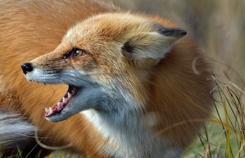 Бешеная лиса укусила собаку в Тверской области
