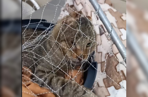 В Твери волонтеры спасли кота Пумбу, у которого во рту застряла ветка