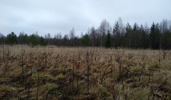 В Рамешковском районе свыше 430 гектаров сельхозугодий заросли сорняком