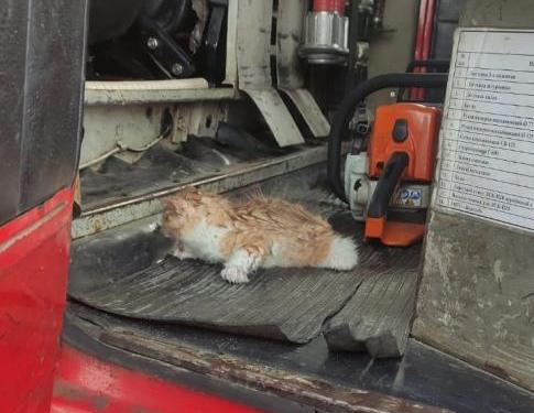 В Кимрах пожарные спасли из горящего дома рыжего котенка
