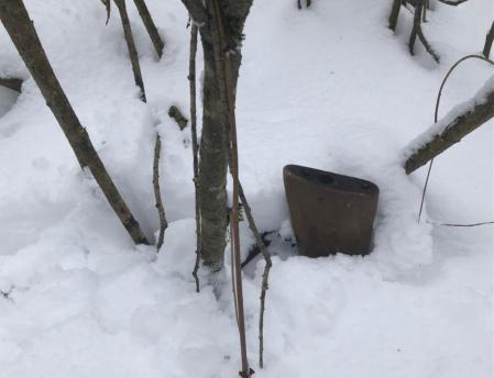 В Тверской области завели уголовное дело на браконьеров, убивших лосиху