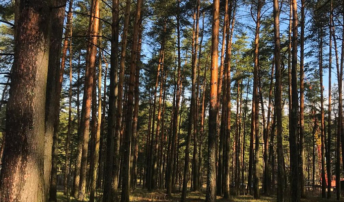 С начала пожароопасного сезона в Тверской области ликвидировали 12 лесных пожаров
