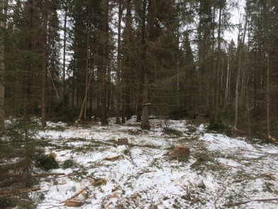 «Черный лесоруб» спилил лес в Тверской области на 550 тысяч рублей