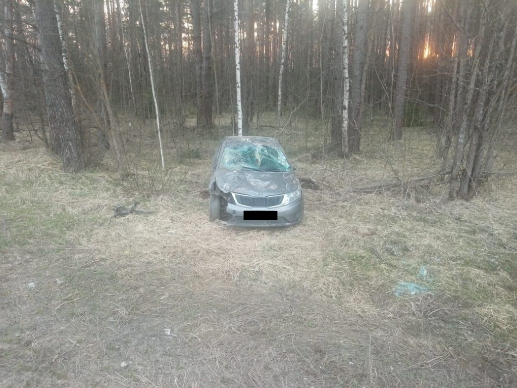 На «Золотом кольце» в Тверской области двое водителей пострадали из-за лосей