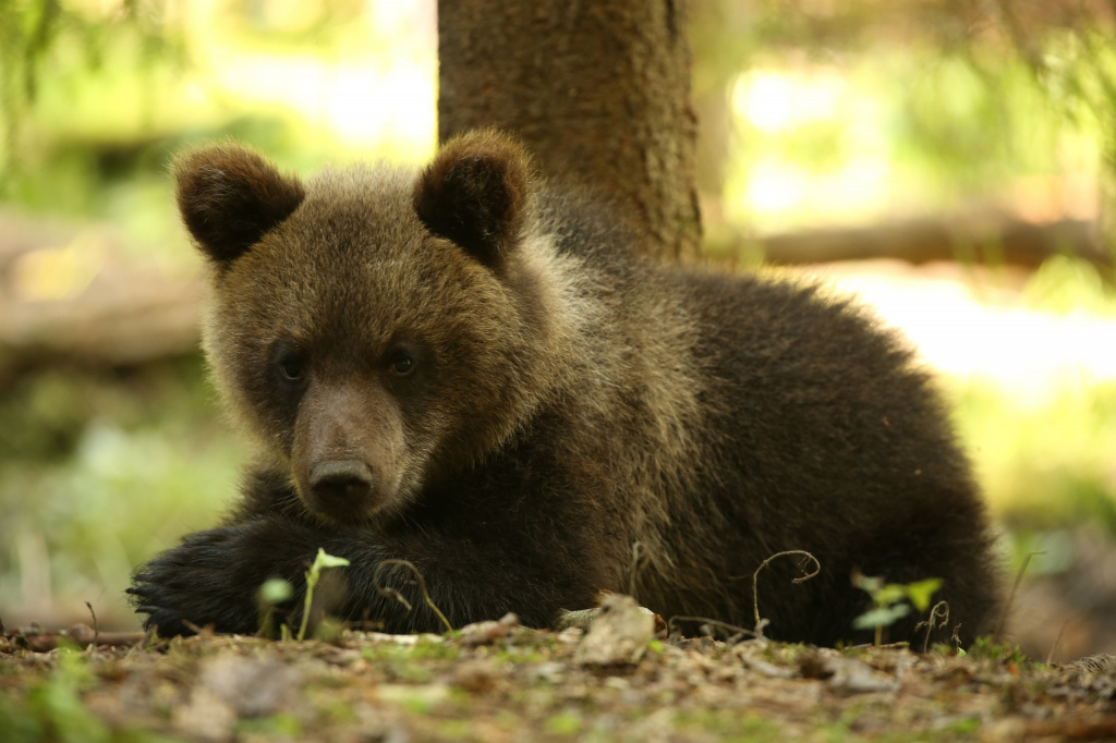 В заповеднике Тверской области растут медвежата