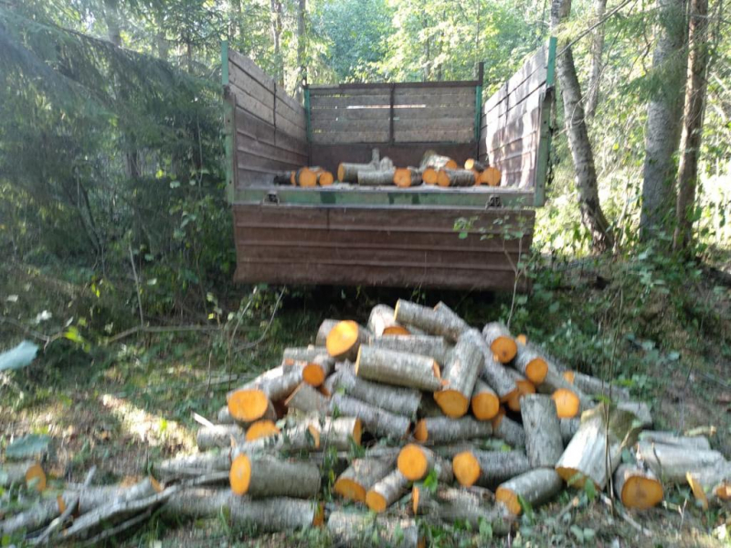 Житель Тверской области незаконно срубил 158 деревьев на 170 тыс. рублей