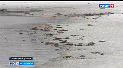 В Бежецком районе зафиксирована массовая гибель рыбы