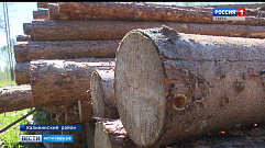 В Тверской области пресекли незаконную вырубку леса
