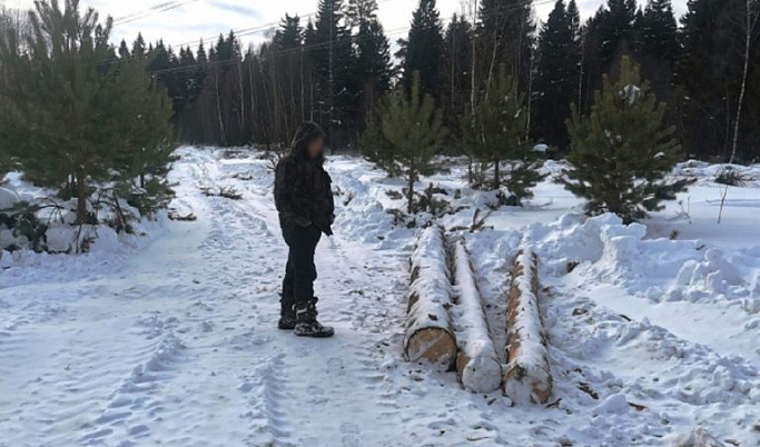 Житель Калязинского района решил запастись дровами и оказался под следствием