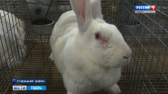 Кролиководческая ферма в Старицком районе вышла на промышленные масштабы производства