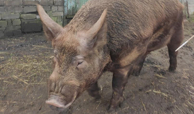 Специалисты отметили высокий риск вспышки свиной чумы в Тверской области