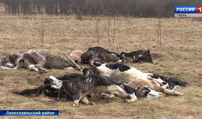 В Тверской области сожгут стадо погибших животных, которых фермер заморил голодом
