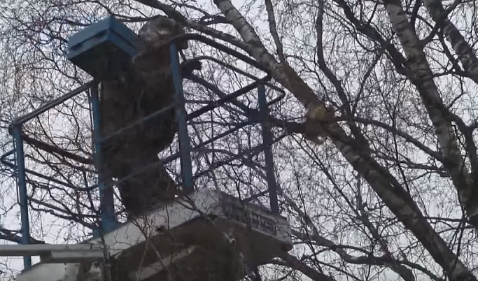 В Кимрах спасли застрявшего на дереве кота
