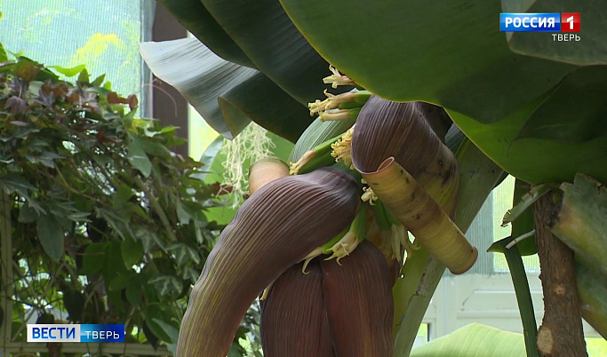 В Ботаническом саду Твери зацвел тропический банан