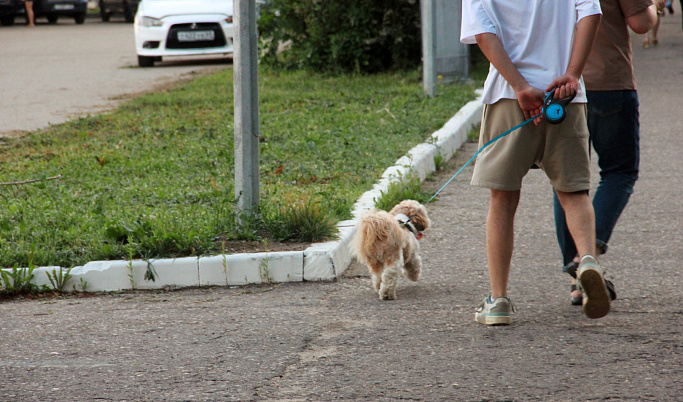 Жители Твери в День города смогут помочь бездомным животным 