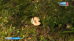 В Тверской области начался грибной сезон