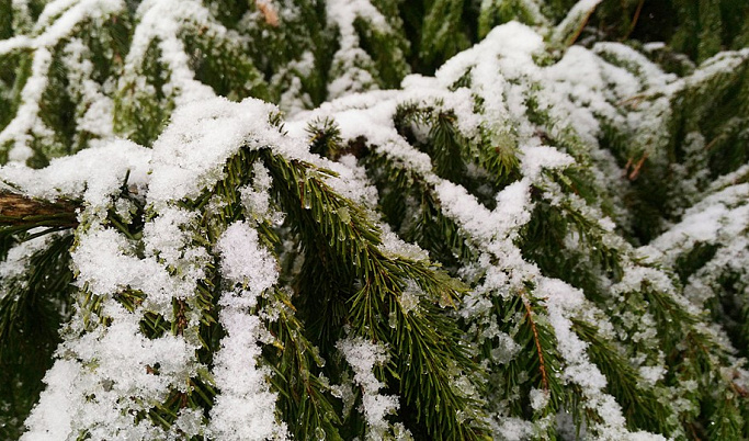 Пасмурная и снежная погода сохранится в Твери 27 декабря