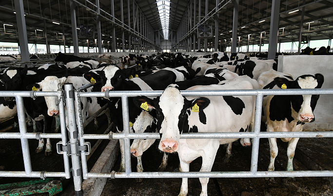 В Тверской области более 70 хозяйств смогут получить поддержку на производство молока