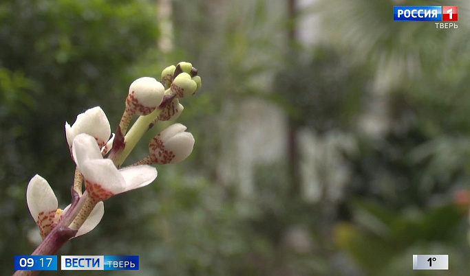 В Ботаническом саду Тверского госуниверситета впервые расцвела орхидея  Саркохилус Хартмана
