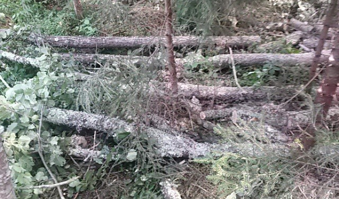 Безработный мужчина задержан за незаконную рубку леса в Тверской области