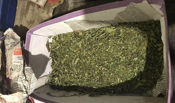 Полицейские нашли дома у жителя Ржева марихуану