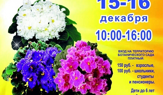 В Тверском ботаническом саду пройдет выставка фиалок