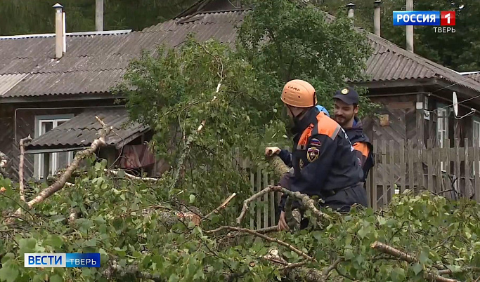 Волонтёры убрали дерево, на которое жаловались жители Бологовского района