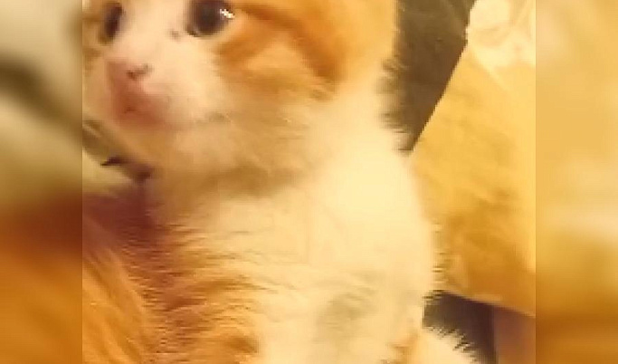 Спасатели из Кимр опубликовали видео со спасенным на пожаре котёнком