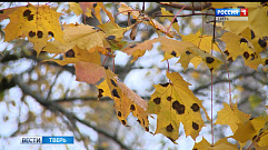 Листья кленов в парках Твери стали пятнистыми