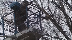В Кимрах спасли застрявшего на дереве кота