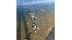 Замор рыбы произошёл в одном из карьеров Торжокского района