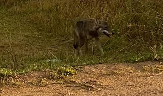 Жители Тверской области обнаружили истощённого волка около населённых пунктов