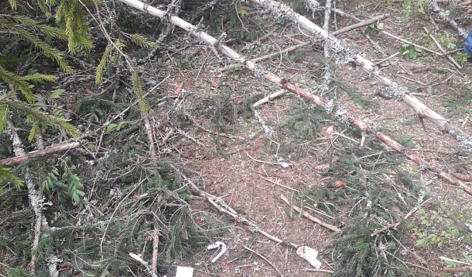 Спиленное дерево разбило голову 17-летнему подростку в Тверской области