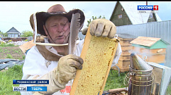 В Тверской области начался сезон качки меда