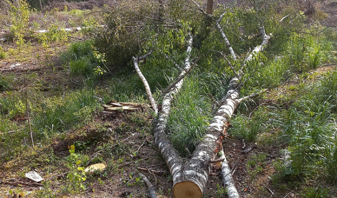 «Черный лесоруб» спилил лес в Тверской области на 140 тысяч рублей