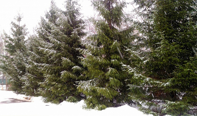 В пятницу 14 декабря в Твери пасмурно и снежно