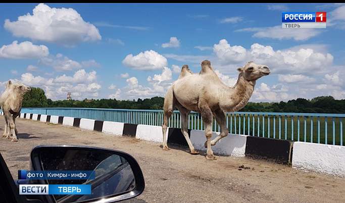 Два верблюда гуляли по мосту в Кимрском районе