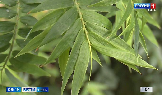 В Ботаническом саду Тверского госуниверситета впервые зацвел бамбук