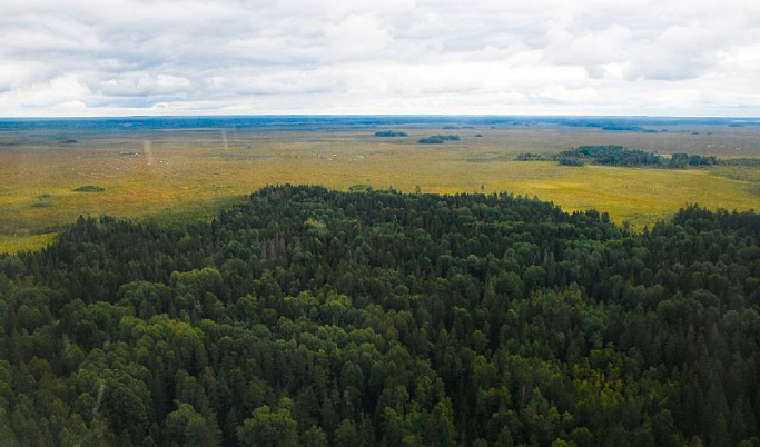 В Тверской области планируют усилить систему дистанционного слежения за обстановкой в лесах