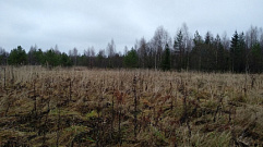 В Рамешковском районе свыше 430 гектаров сельхозугодий заросли сорняком