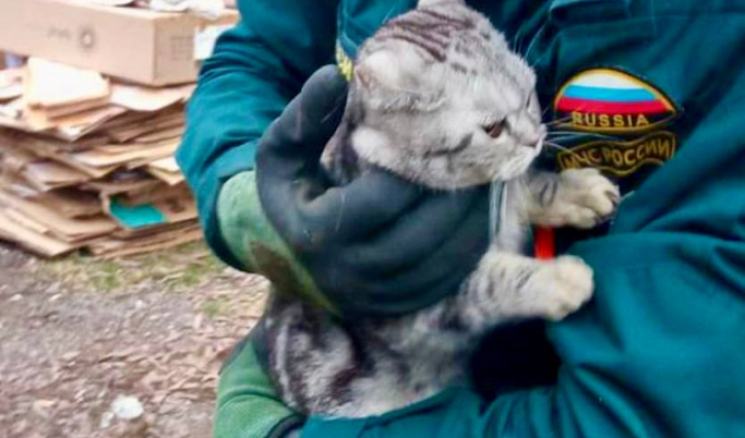 В Твери пожарные спасли кота, который застрял на дереве