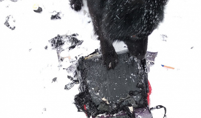 Собака в клочья разорвала портфель ржевского школьника