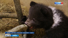 В Тверской области спасли  осиротевших медвежат                          